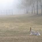 A Thoughtful Hare
 / Заяц в тумане